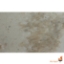 کورین لوته Dandelion VD175	